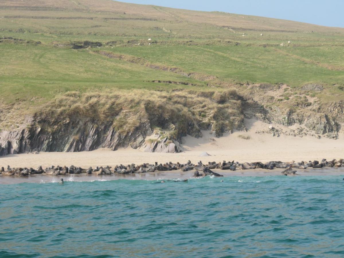 The Plough B&B Ventry Extérieur photo