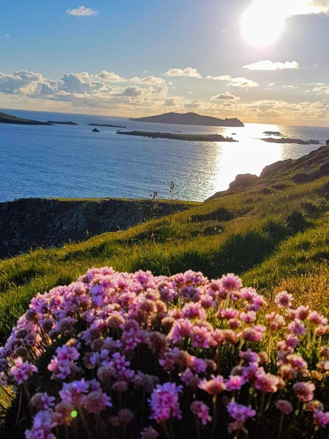 The Plough B&B Ventry Extérieur photo