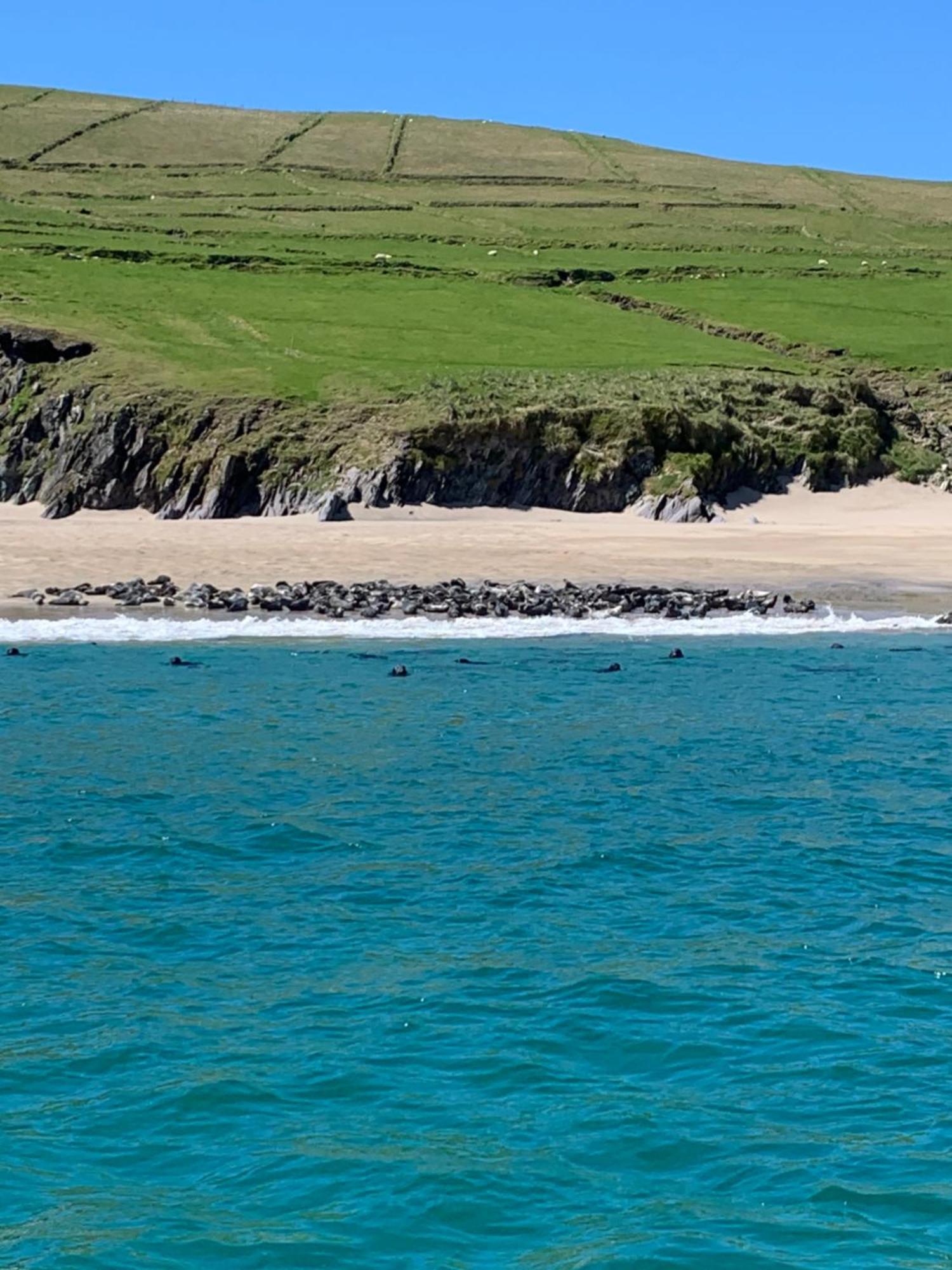 The Plough B&B Ventry Extérieur photo