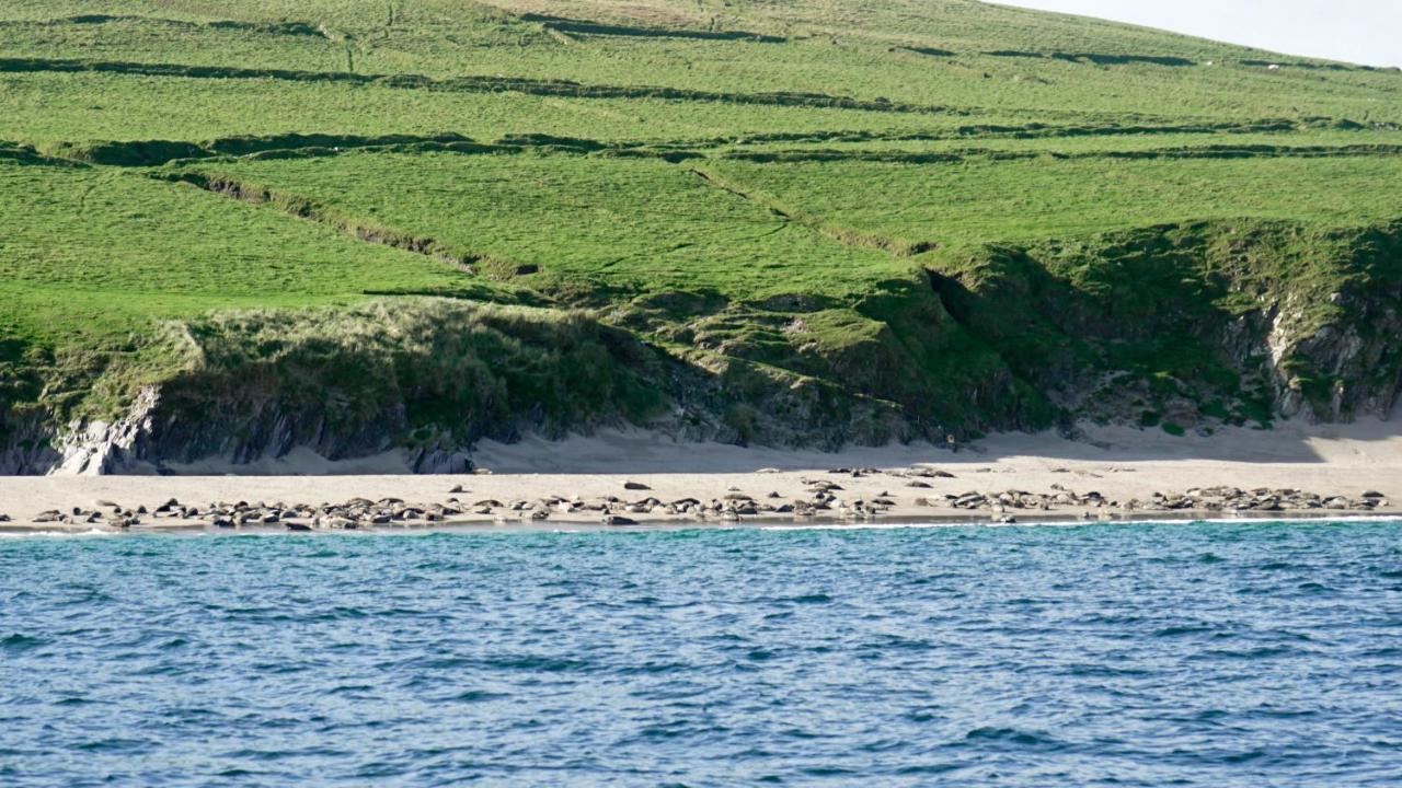 The Plough B&B Ventry Extérieur photo